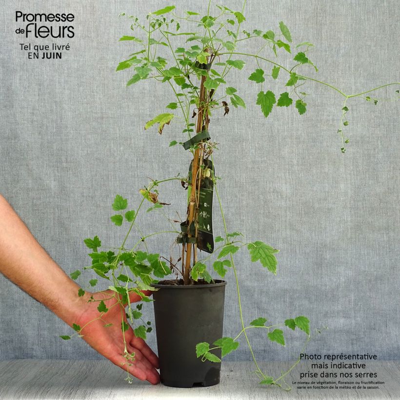 Exemplaar van Clematis rehderiana - Bosrank Pot van 2 l/3 l zoals geleverd in de zomer