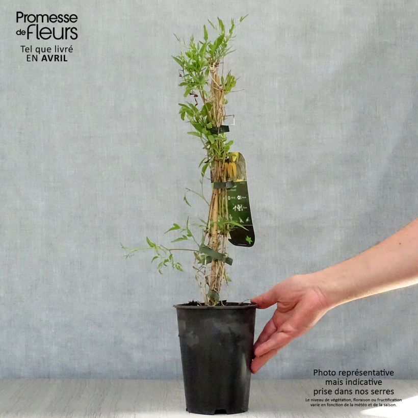 Exemplaar van Clematis tangutica Aureolin - Gouden bosrank Pot van 2 l/3 l zoals geleverd in de lente