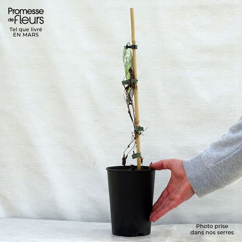 Exemplaar van Clematis tangutica Grace - Gouden bosrank Pot van 2 l/3 l zoals geleverd in de lente