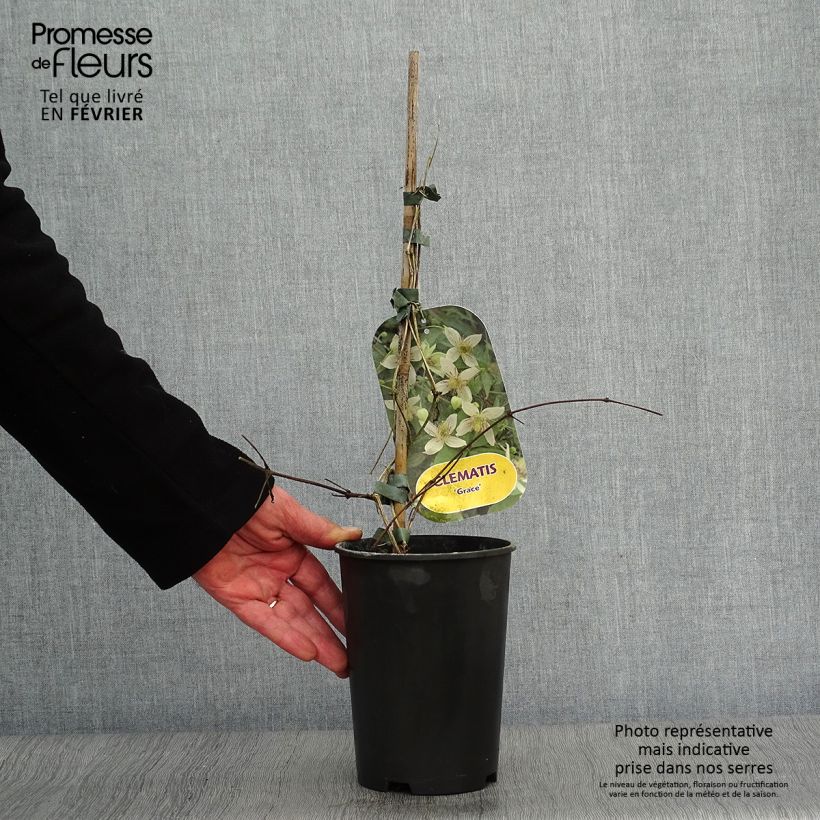 Example of Clématite - Clematis tangutica Grace Pot van 2 l/3 l as you get in hiver