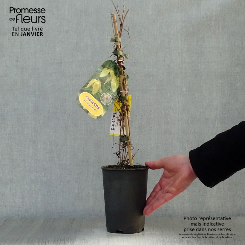 Example of Clematis tangutica Lambton Park - Gouden bosrank Pot van 2 l/3 l as you get in hiver