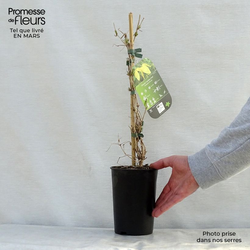 Exemplaar van Clematis tangutica Lambton Park - Gouden bosrank Pot van 2 l/3 l zoals geleverd in de lente