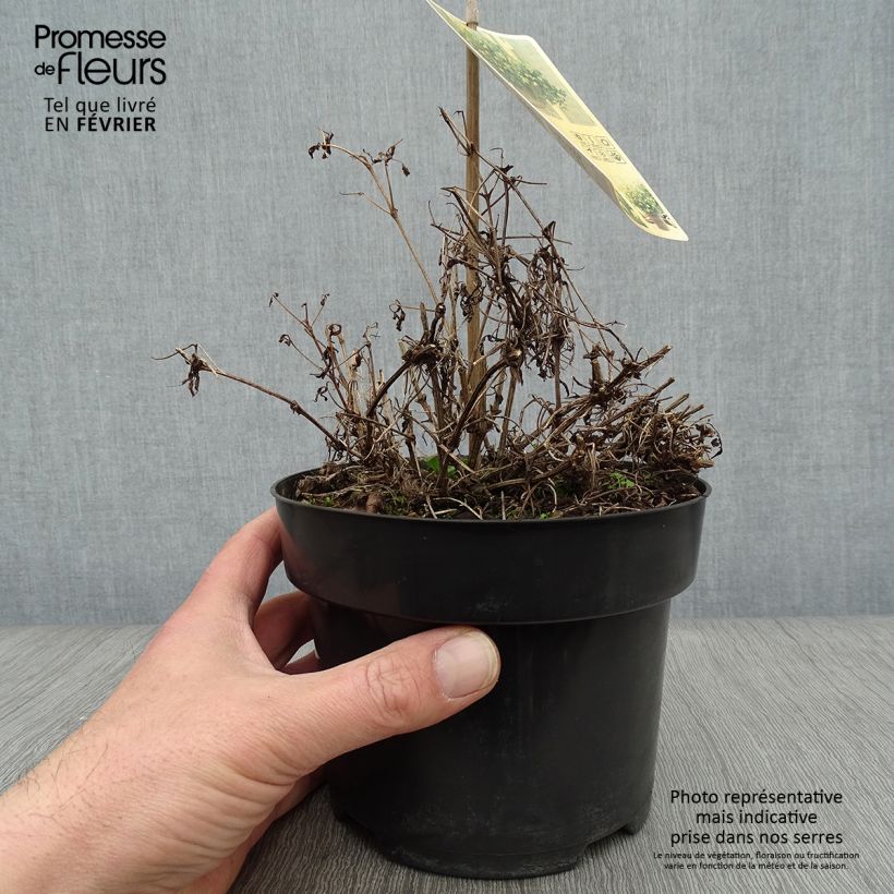 Example of Clématite - Clematis tangutica Little Lemons Pot van 2 l/3 l as you get in hiver