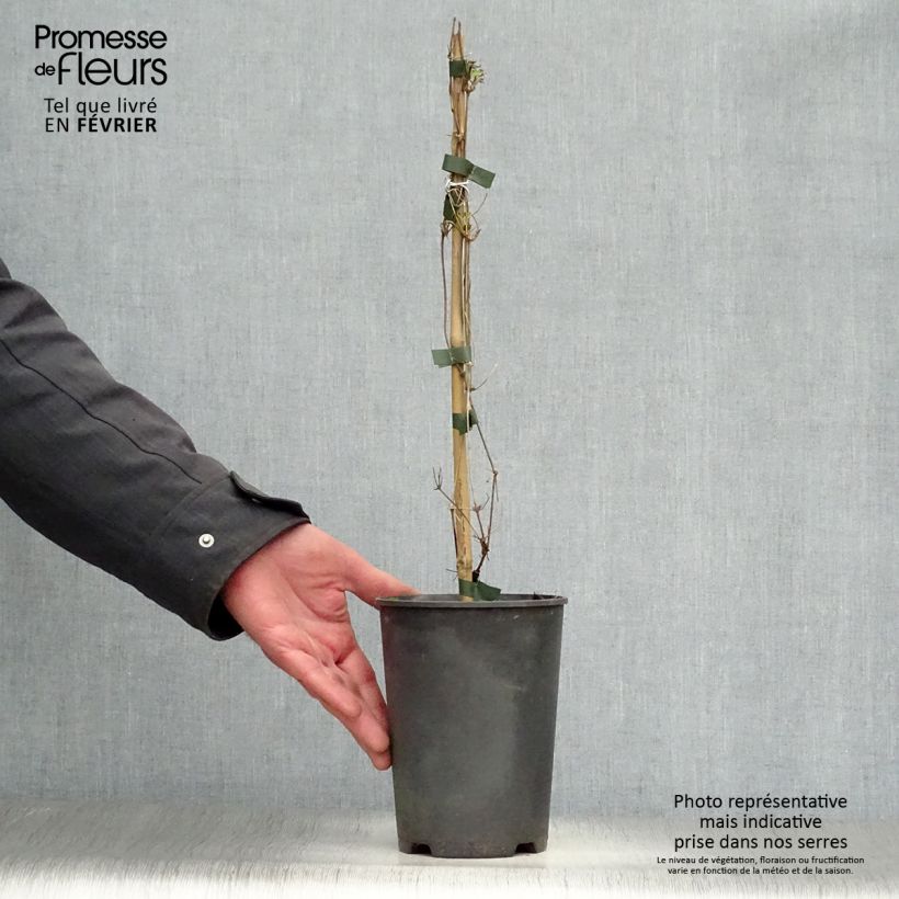 Example of Clématite - Clematis tangutica My Angel Pot van 2 l/3 l as you get in hiver