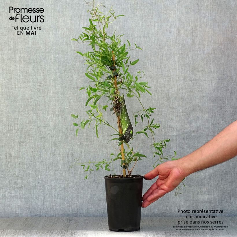 Exemplaar van Clematis tangutica My Angel - Gouden bosrank Pot van 2 l/3 l zoals geleverd in de lente