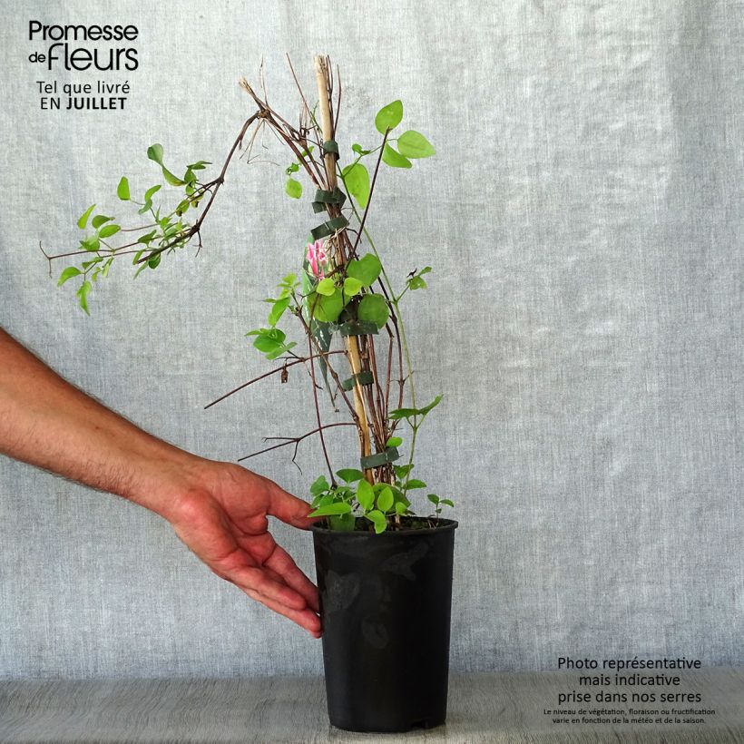 Exemplaar van Clematis texensis Duchess of Albany - Bosrank Pot van 2 l/3 l zoals geleverd in de zomer