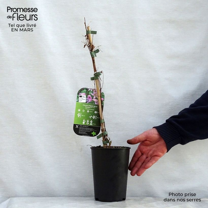 Exemplaar van Clematis texensis Mienie Belle - Bosrank Pot van 2 l/3 l zoals geleverd in de lente