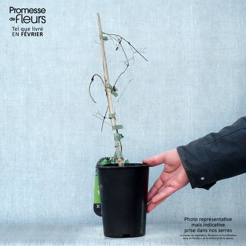 Example of Clématite - Clematis texensis Mienie Belle Pot van 2 l/3 l as you get in hiver