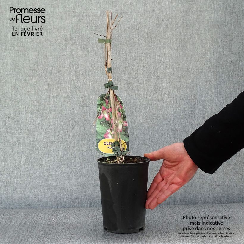 Example of Clématite - Clematis texensis Odoriba Pot van 2 l/3 l as you get in hiver