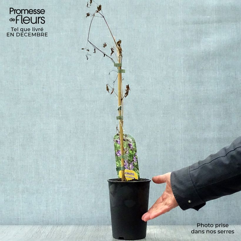 Example of Clématite - Clematis texensis Prince William Pot van 2 l/3 l as you get in hiver