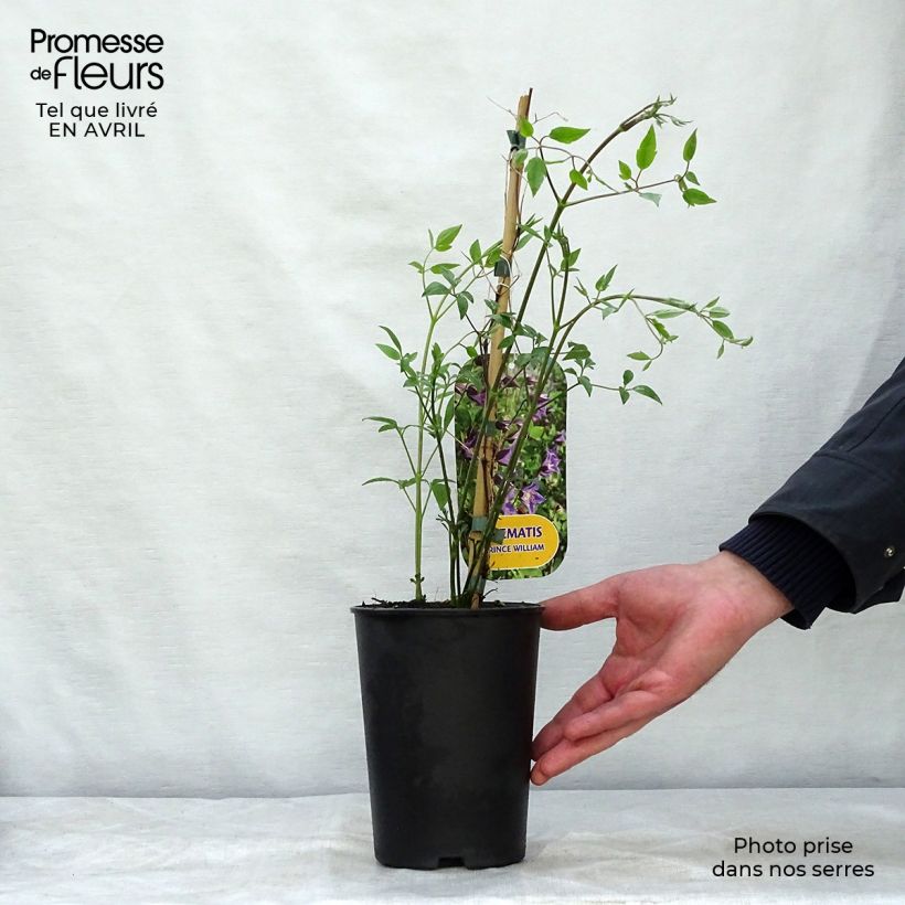 Exemplaar van Clematis texensis Prince William - Bosrank Pot van 2 l/3 l zoals geleverd in de lente