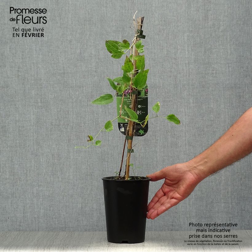 Exemplaar van Clematis texensis Prince William - Bosrank Pot van 2 l/3 l zoals geleverd in de herfst