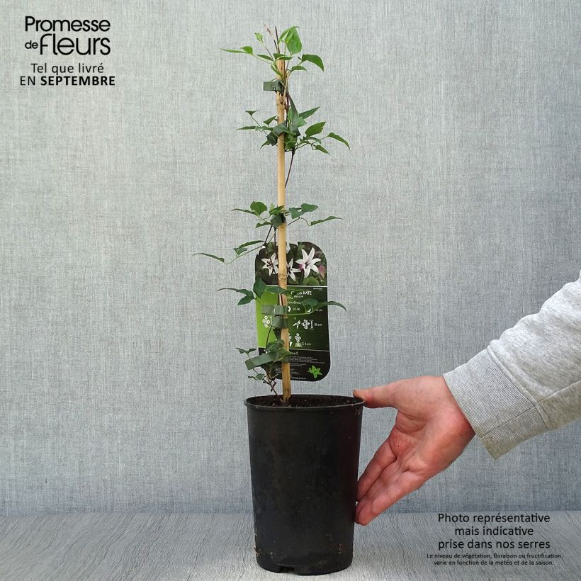 Exemplaar van Clematis texensis Princess Kate - Bosrank Pot van 2 l/3 l zoals geleverd in de herfst