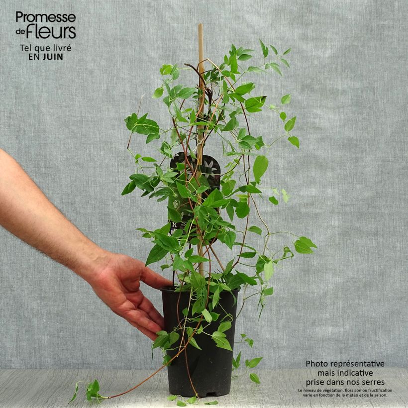Exemplaar van Clematis texensis Princess Kate - Bosrank Pot van 2 l/3 l zoals geleverd in de zomer