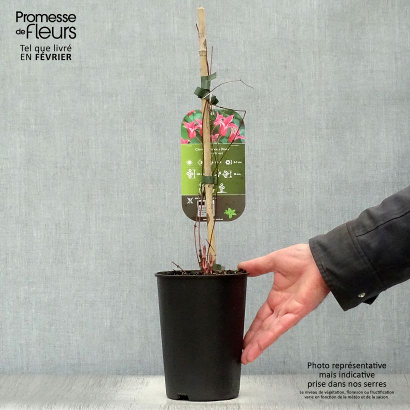 Example of Clématite - Clematis texensis Princesse Diana Pot van 1,5 l/2 l as you get in hiver