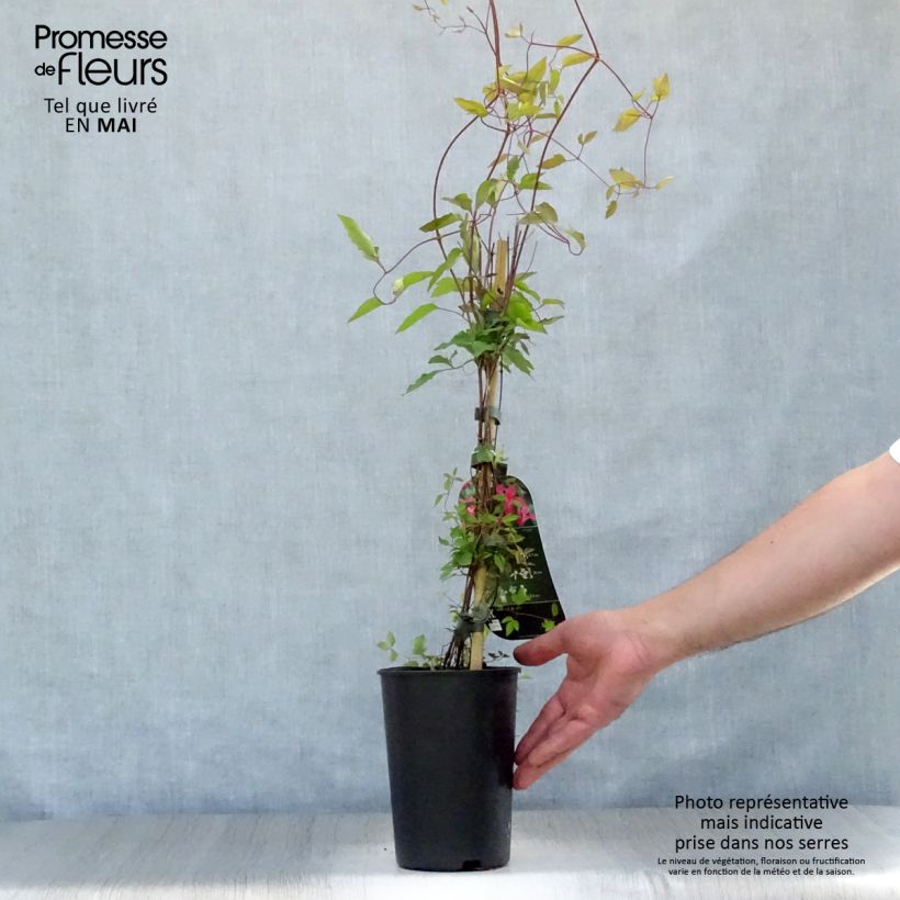 Exemplaar van Clematis texensis Princess Diana - Bosrank Pot van 1,5 l/2 l zoals geleverd in de lente