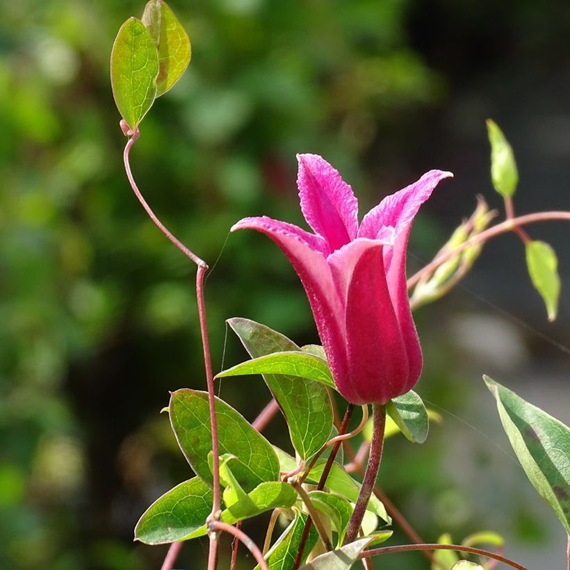 Clematis texensis Princess Diana - Bosrank (Bloei)