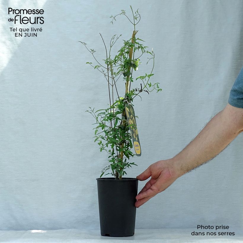 Exemplaar van Clematis tibetana Orange Peel - Gouden bosrank Pot van 2 l/3 l zoals geleverd in de zomer