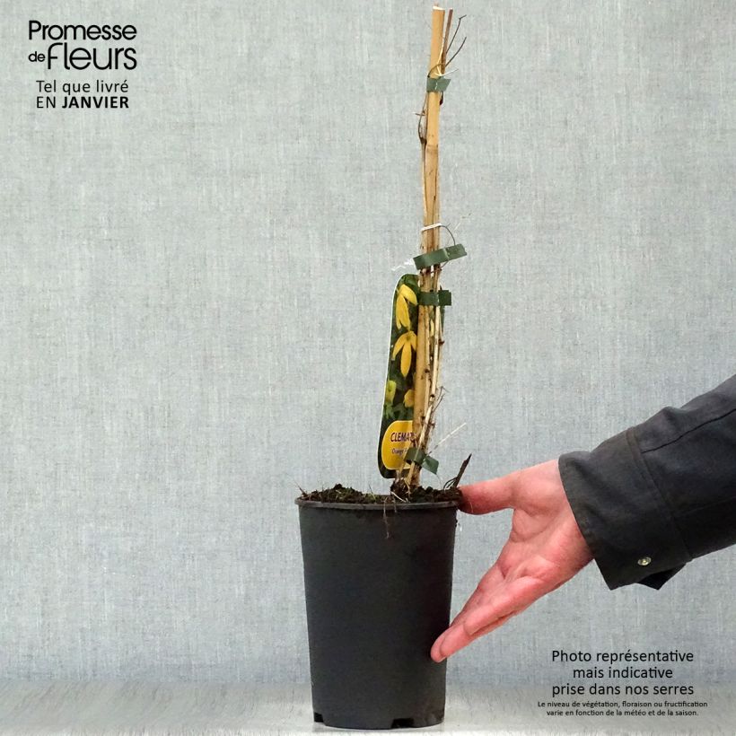 Example of Clématite - Clematis tibetana Orange Peel Pot van 2 l/3 l as you get in hiver