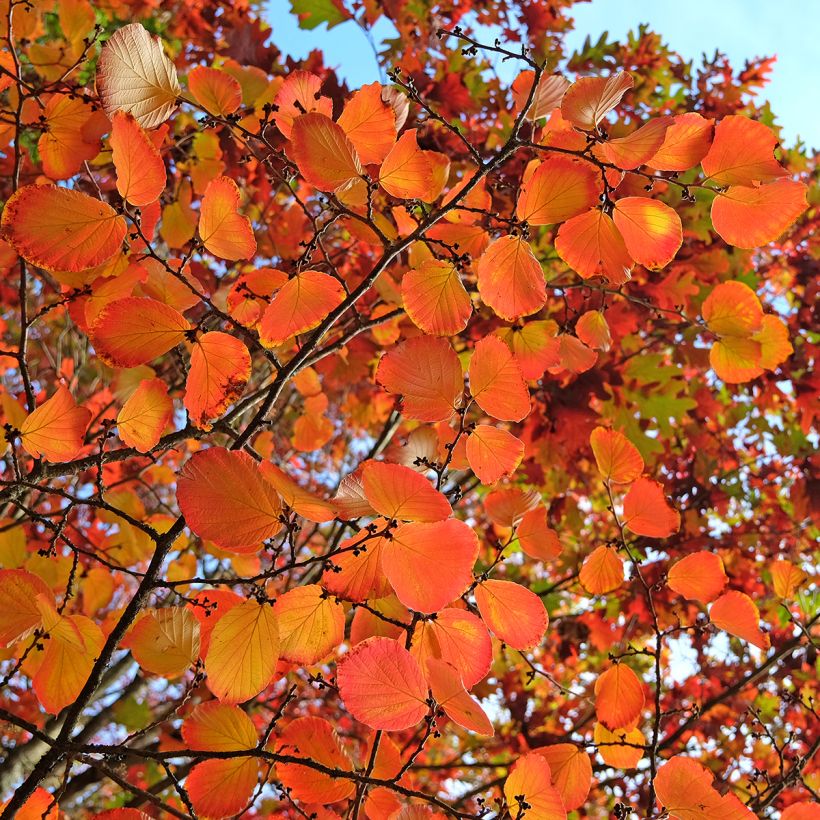 Clematis tibetana Orange Peel - Gouden bosrank (Foliage)