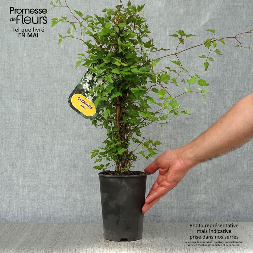 Exemplaar van Clematis vitalba - Wilde bosrank Pot van 2 l/3 l zoals geleverd in de lente
