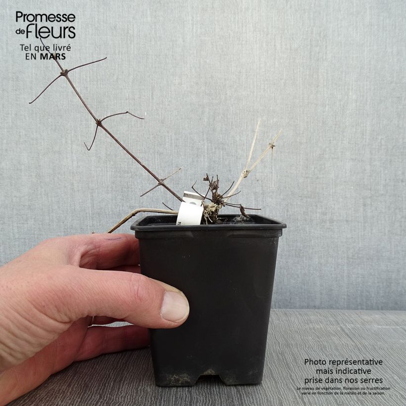 Example of Clematis vitalba - Wilde bosrank Kweekpotje van 8/9 cm as you get in hiver