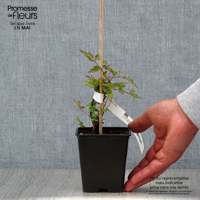 Exemplaar van Clematis vitalba - Wilde bosrank Kweekpotje van 8/9 cm zoals geleverd in de lente