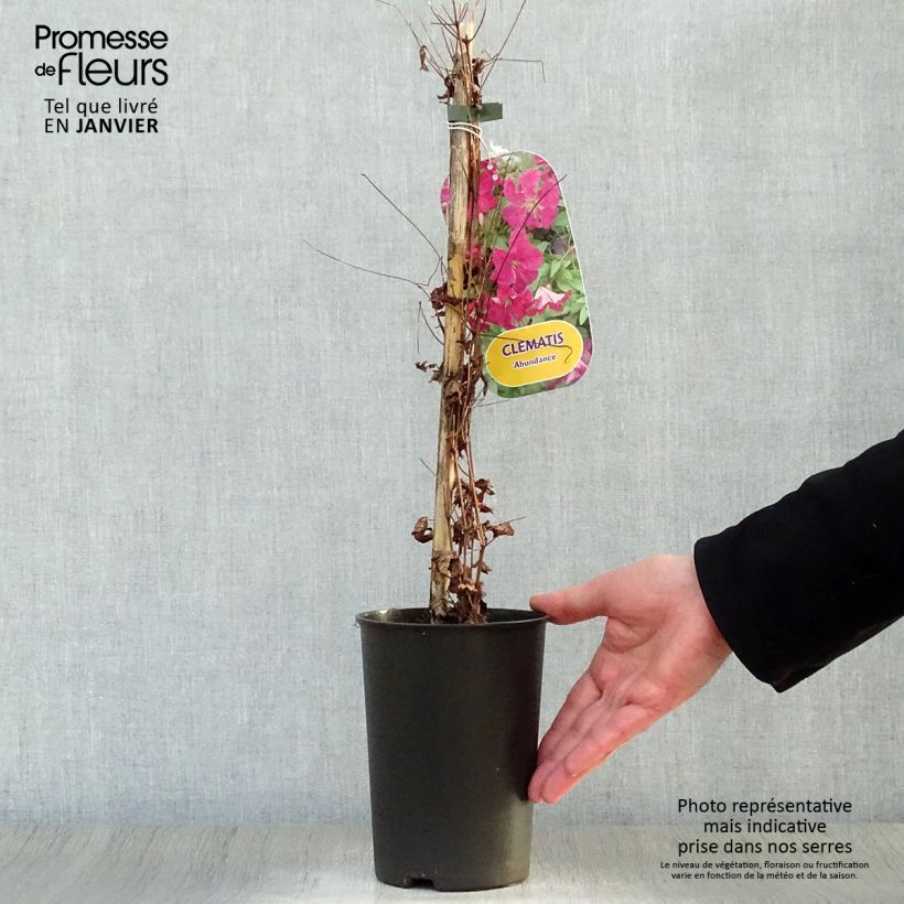 Example of Clématite - Clematis viticella Abundance Pot van 2 l/3 l as you get in hiver