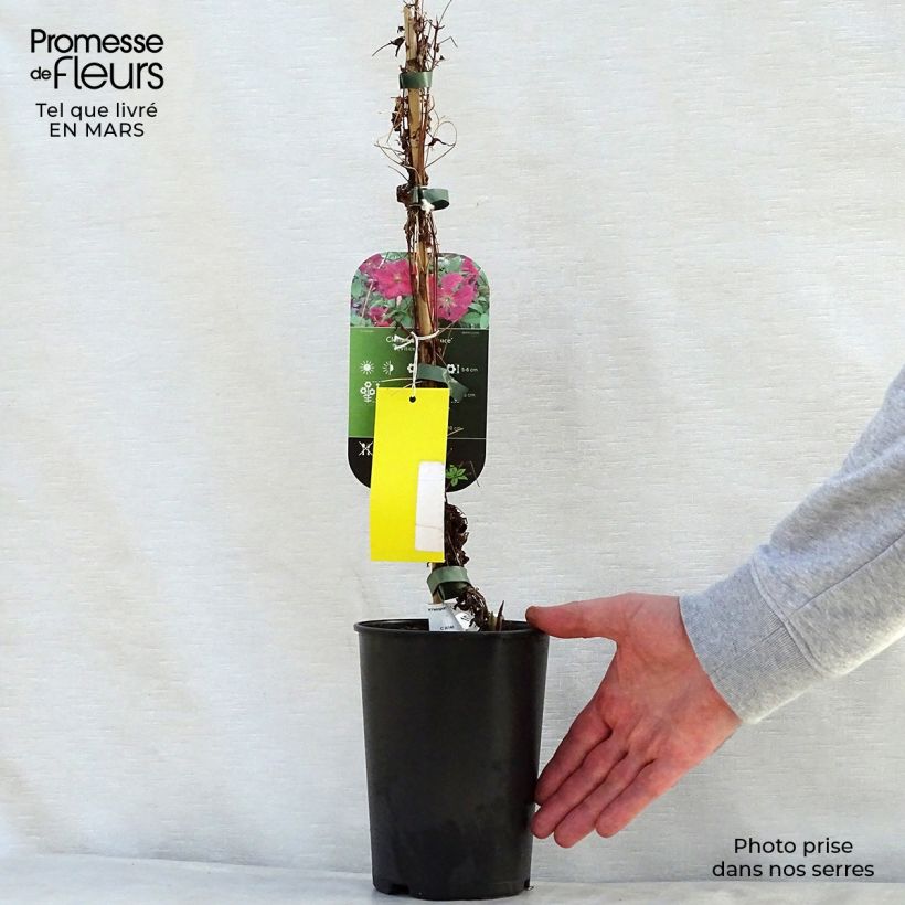 Exemplaar van Clematis viticella Abundance - Italiaanse clematis Pot van 2 l/3 l zoals geleverd in de lente