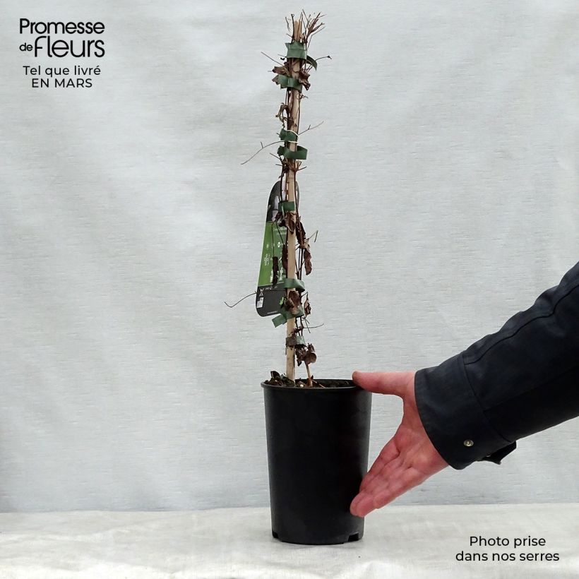 Exemplaar van Clematis viticella Alba Luxurians - Italiaanse clematis Pot van 2 l/3 l zoals geleverd in de lente