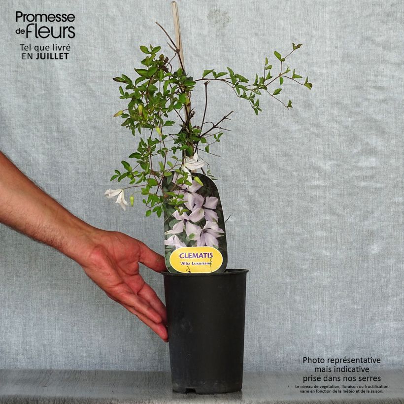 Exemplaar van Clematis viticella Alba Luxurians - Italiaanse clematis Pot van 2 l/3 l zoals geleverd in de zomer