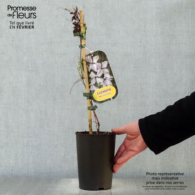Example of Clématite - Clematis viticella Alba Luxurians Pot van 2 l/3 l as you get in hiver