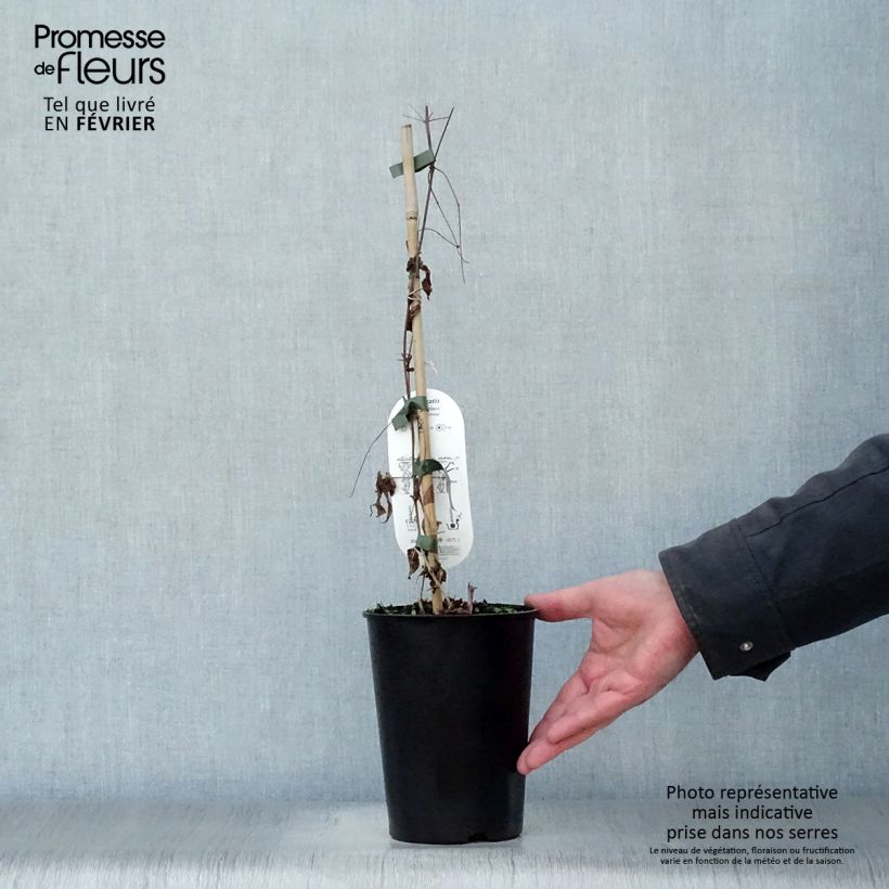 Example of Clématite - Clematis viticella Black Prince Pot van 2 l/3 l as you get in hiver
