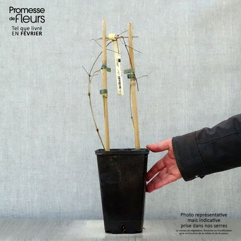 Exemplaar van Clematis Bonanza - Italiaanse clematis Pot van 2 l/3 l zoals geleverd in de winter