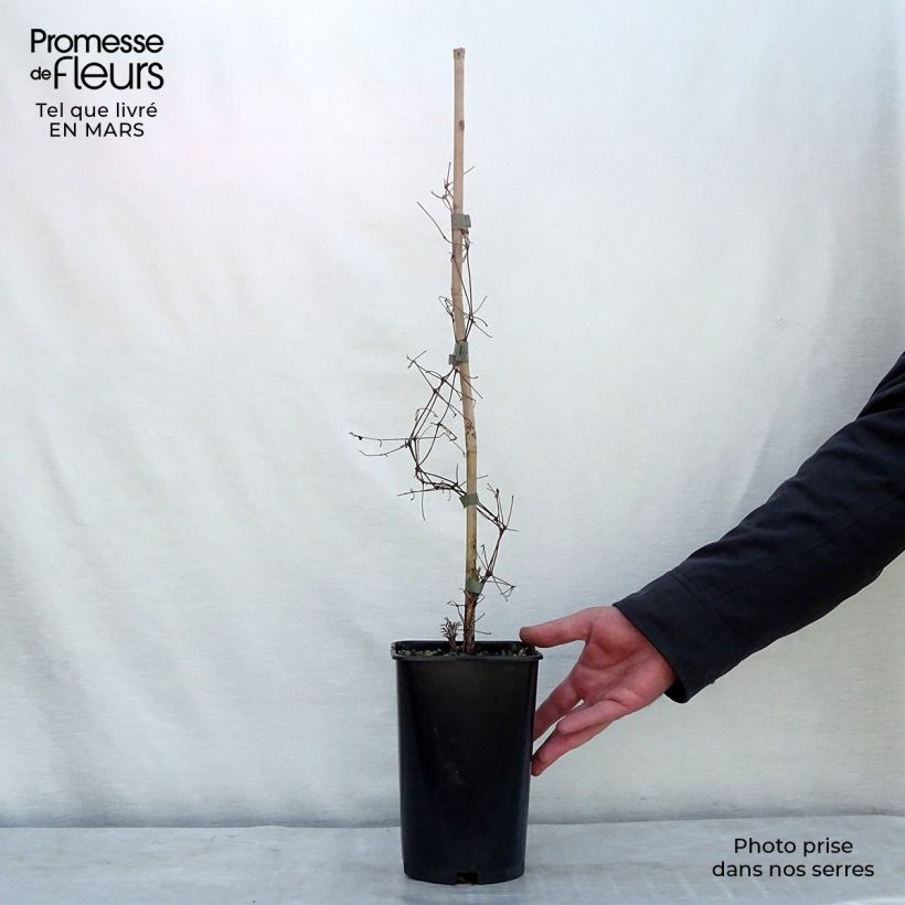 Exemplaar van Clematis viticella Burning Love - Italiaanse clematis Pot van 2 l/3 l zoals geleverd in de lente