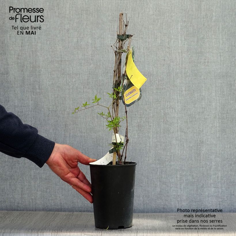 Exemplaar van Clematis Caerulea Luxurians - Italiaanse clematis Pot van 2 l/3 l zoals geleverd in de lente