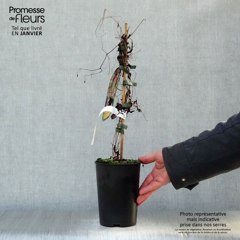 Example of Clématite - Clematis viticella Etoile Rose Pot van 2 l/3 l as you get in hiver