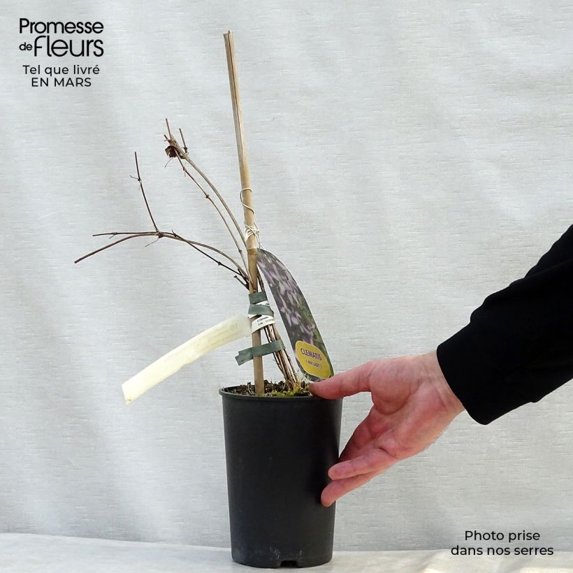 Exemplaar van Clematis viticella I am Lady J - Italiaanse clematis Pot van 2 l/3 l zoals geleverd in de lente