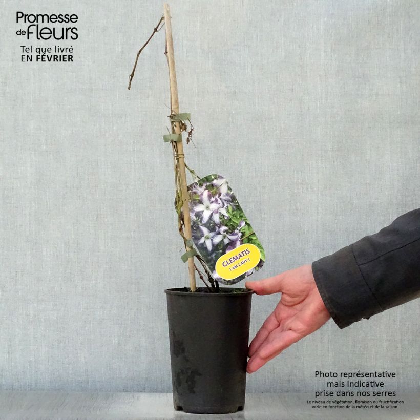 Example of Clématite - Clematis viticella I am Lady J Pot van 2 l/3 l as you get in hiver