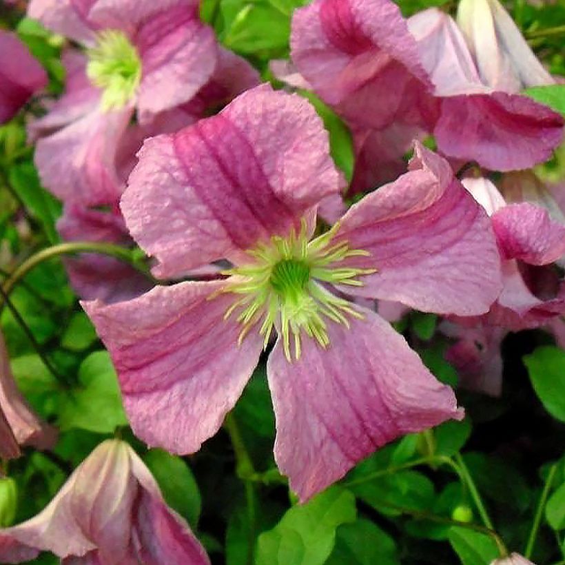 Clematis Krakowiak - Italiaanse clematis (Flowering)
