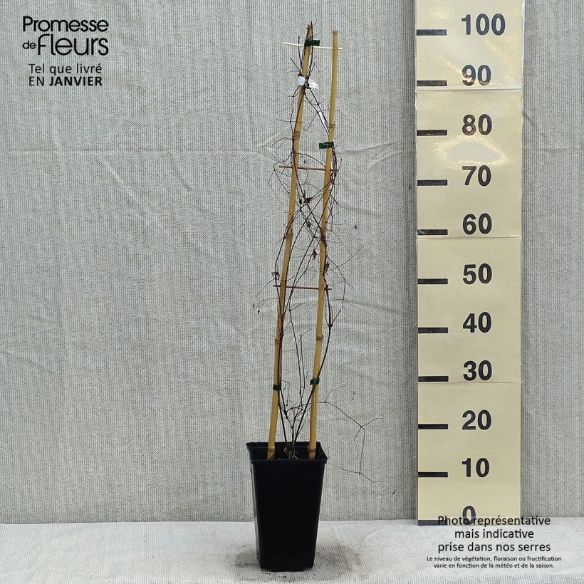 Example of Clématite - Clematis viticella Krakowiak Pot van 3 l/4 l as you get in hiver