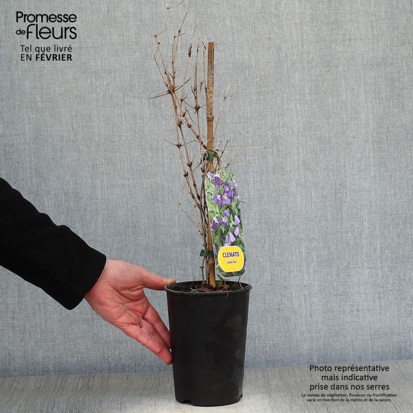 Example of Clématite italienne - Clematis viticella Little Bas Pot van 2 l/3 l as you get in hiver