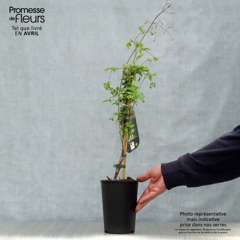 Exemplaar van Clematis Little Bas - Italiaanse clematis Pot van 2 l/3 l zoals geleverd in de lente