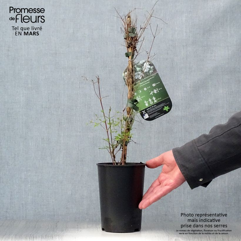 Exemplaar van Clematis Maria Cornelia - Italiaanse clematis Pot van 2 l/3 l zoals geleverd in de lente