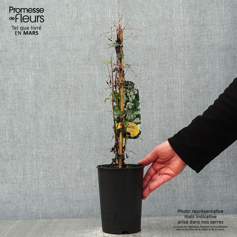 Example of Clematis Maria Cornelia - Italiaanse clematis Pot van 2 l/3 l as you get in hiver