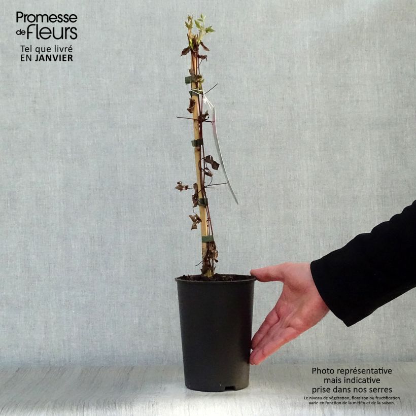 Example of Clématite - Clematis viticella Mme Julia Correvon Pot van 2 l/3 l as you get in hiver