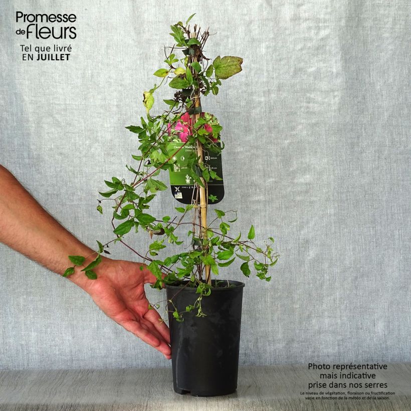 Exemplaar van Clematis viticella Mme Julia Correvon - Italiaanse clematis Pot van 2 l/3 l zoals geleverd in de zomer