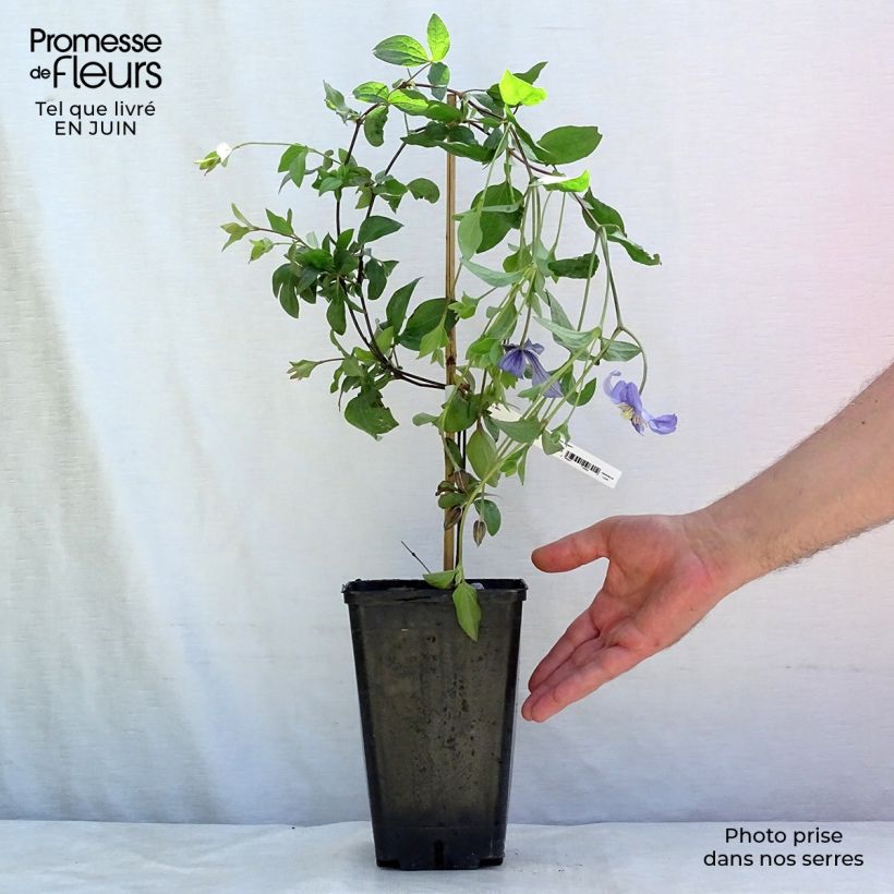 Exemplaar van Clematis Perle dAzur - Italiaanse clematis Pot van 2 l/3 l zoals geleverd in de zomer