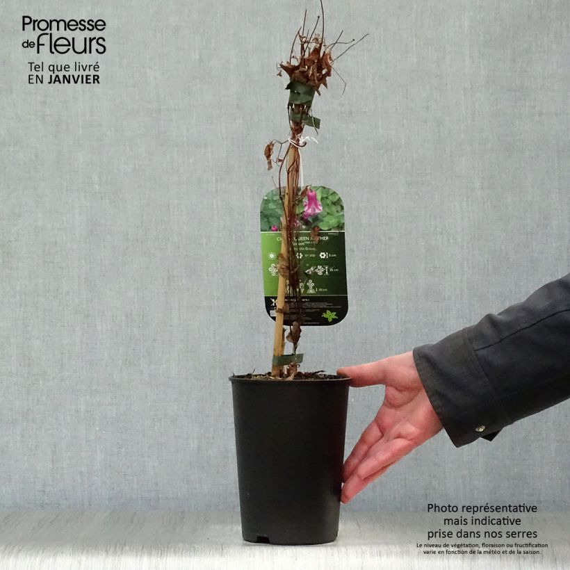 Example of Clématite - Clematis viticella Queen Mother Pot van 2 l/3 l as you get in hiver