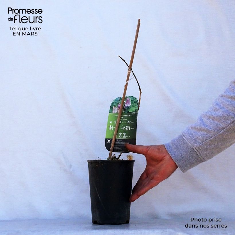 Exemplaar van Clematis viticella Queen Mother - Italiaanse clematis Pot van 2 l/3 l zoals geleverd in de lente